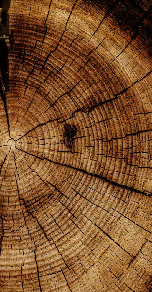 Tree rings symbolizing ancient wisdom meeting modern technology