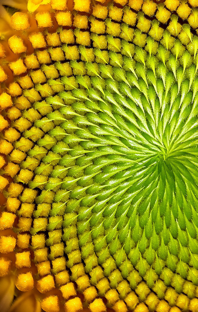 Sunflower spiral pattern