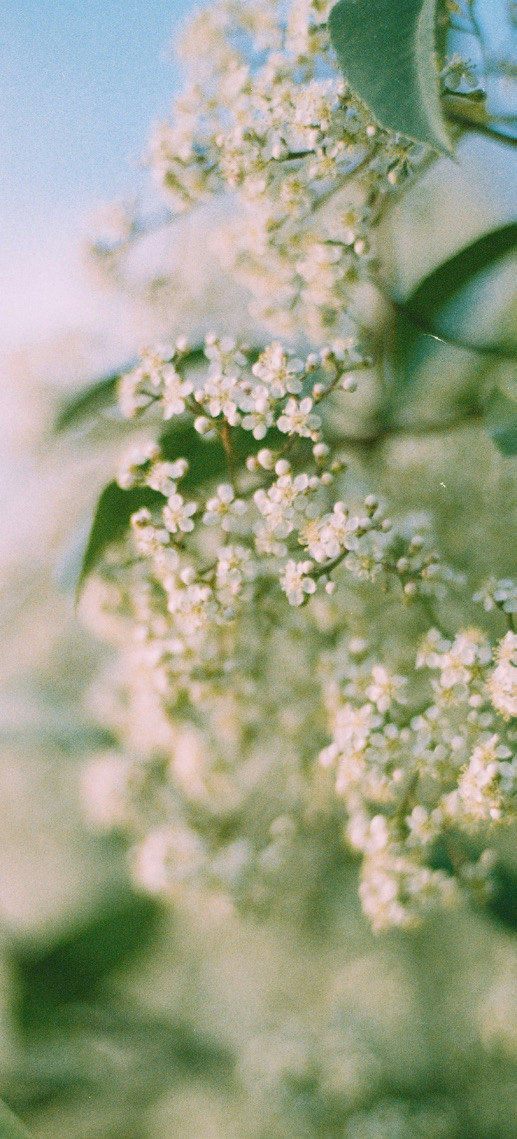 White blossoms representing growth