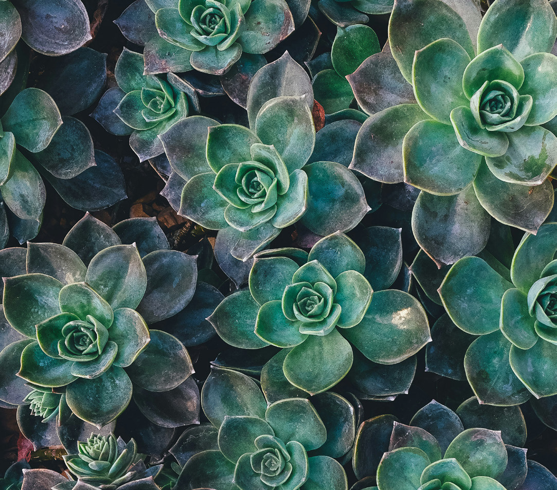 Succulents representing growth and resilience